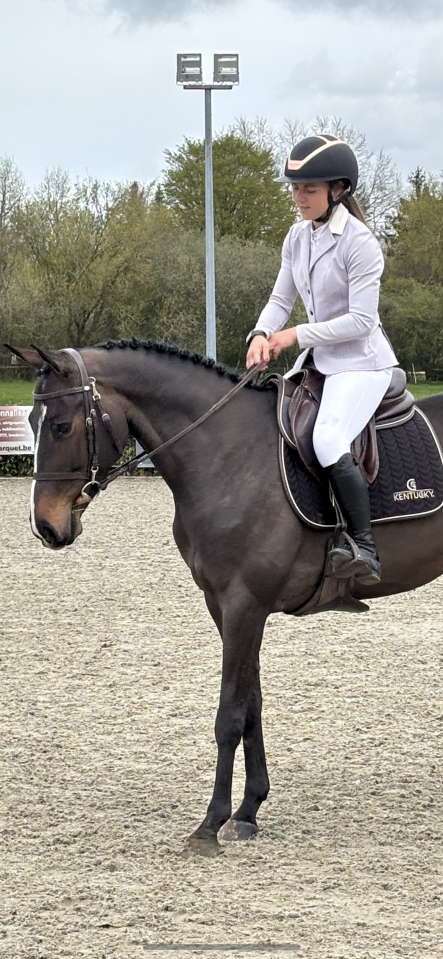 Yegua Zangersheide En venta 2020 Bayo