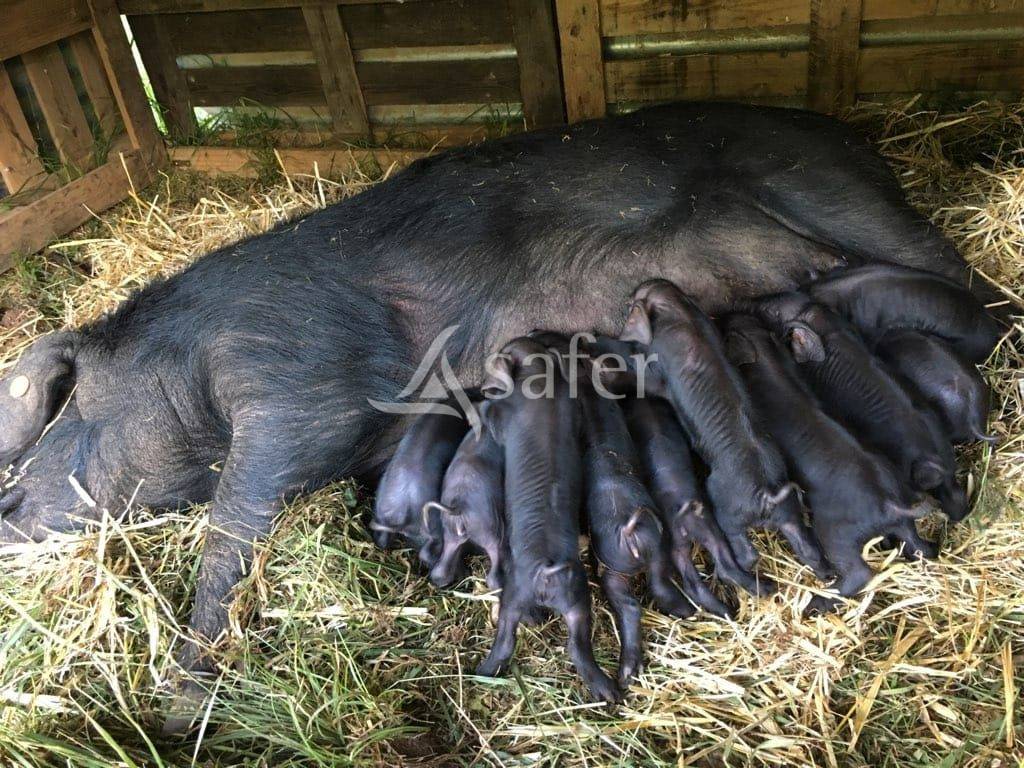 Explotaci&oacute;n porcina En venta Lot