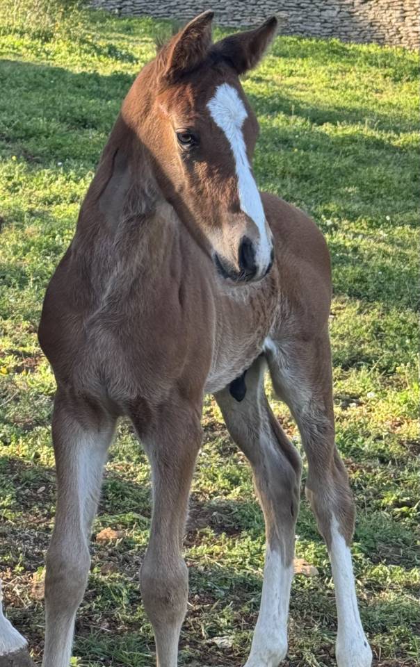 Potro Silla Franc&eacute;s En venta 2026 Bayo por Consul dl vie 