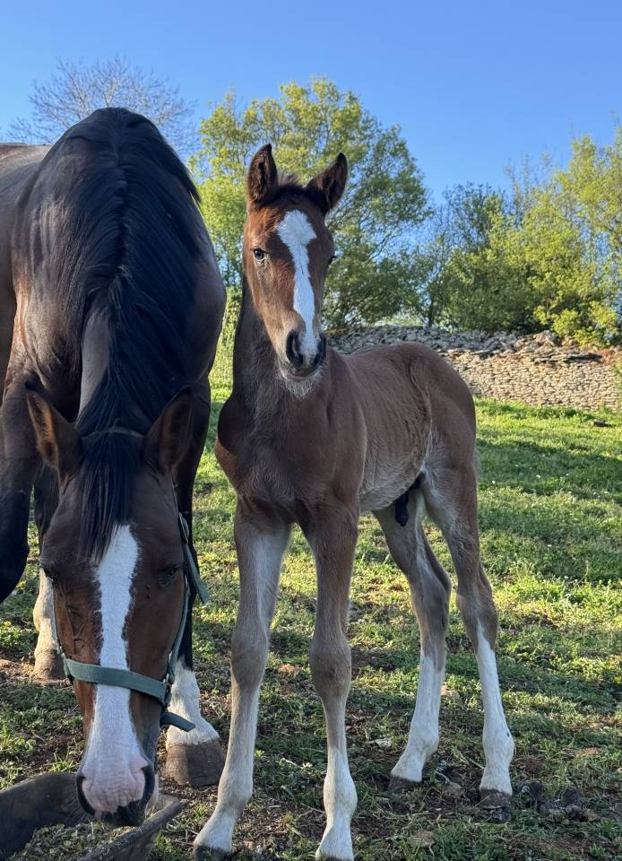 Potro Silla Franc&eacute;s En venta 2026 Bayo por Consul dl vie 