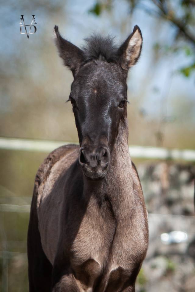 Potranca PRE Pura Raza Espa&ntilde;ola En venta 2026 Negro por MONJE II