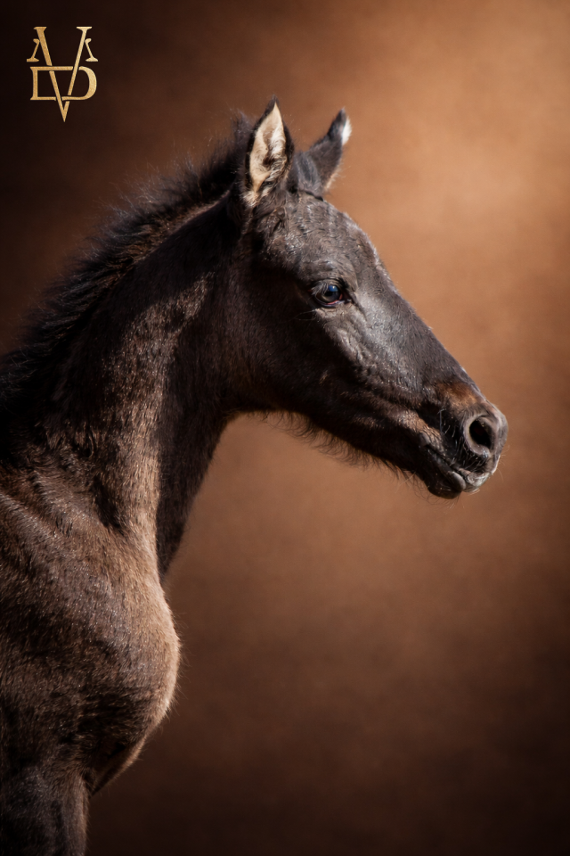 Potranca PRE Pura Raza Espa&ntilde;ola En venta 2026 Negro por MONJE II