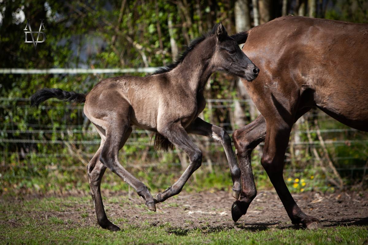 Potranca PRE Pura Raza Espa&ntilde;ola En venta 2026 Negro por MONJE II