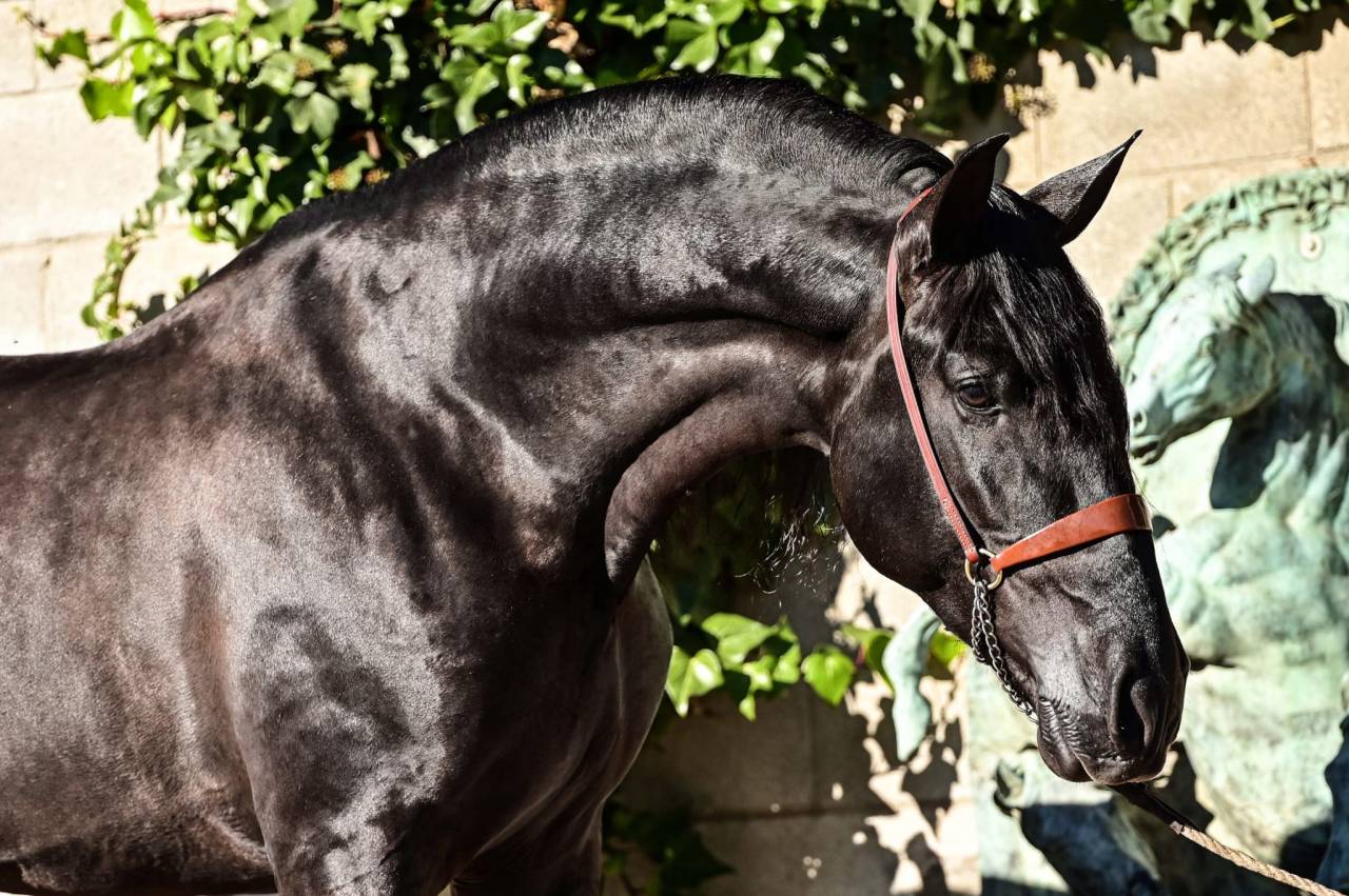 Potranca PRE Pura Raza Espa&ntilde;ola En venta 2026 Negro por MONJE II