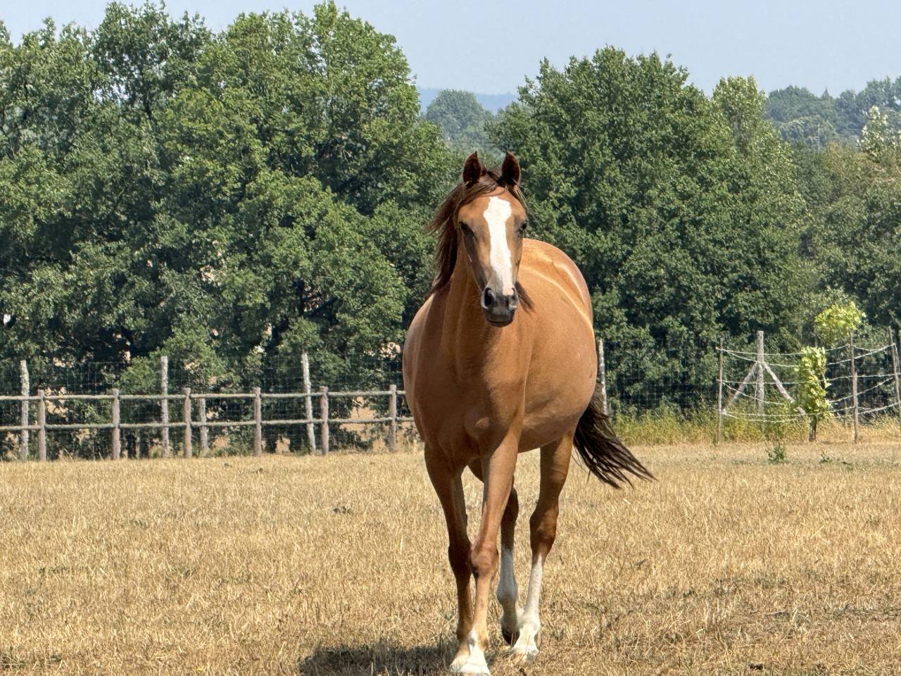 Yegua Welsh Part Bred En venta 2022 Alaz&aacute;n por EAMOON DU GRANIT WBP