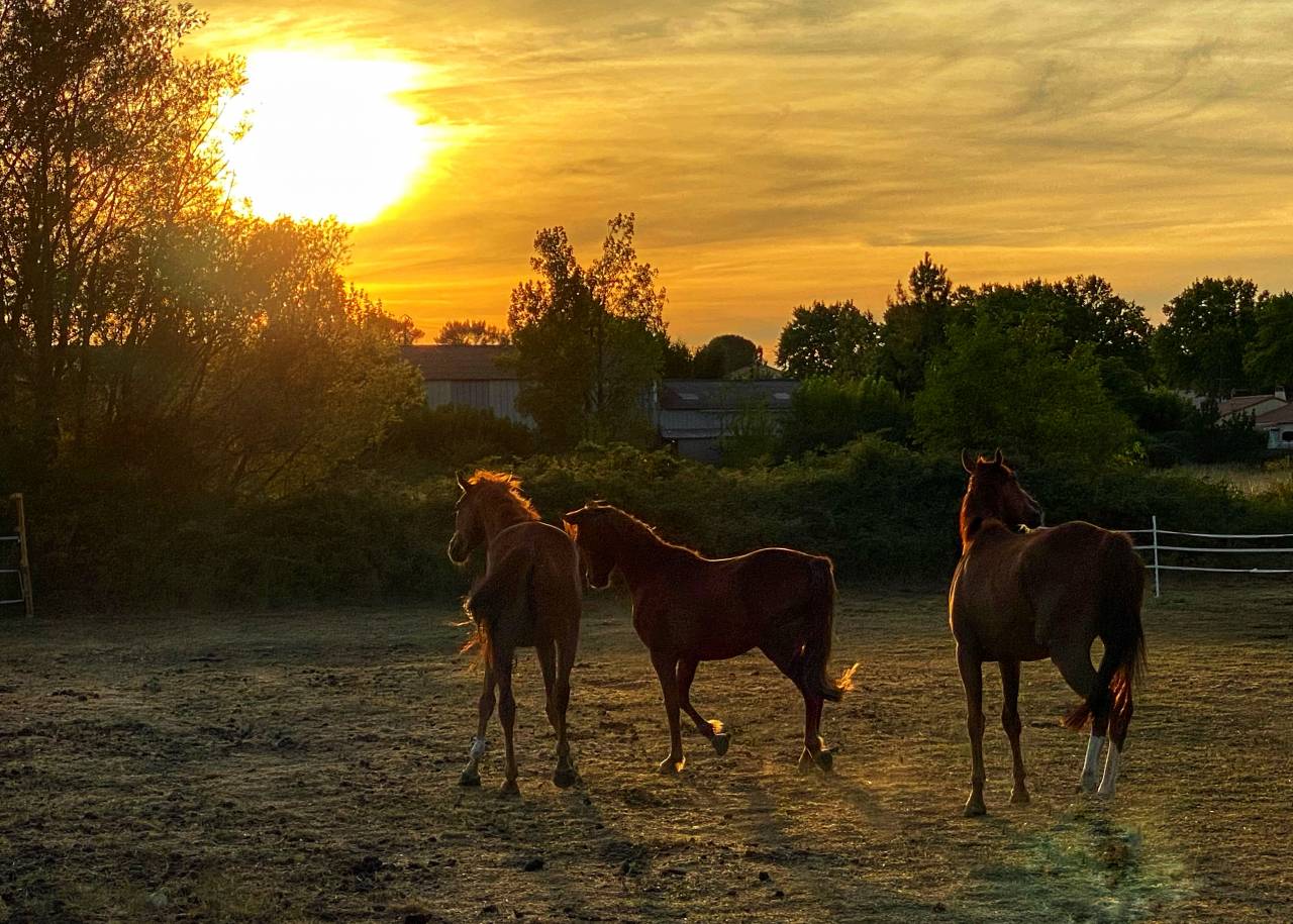 Propiedad ecuestre En venta Gard