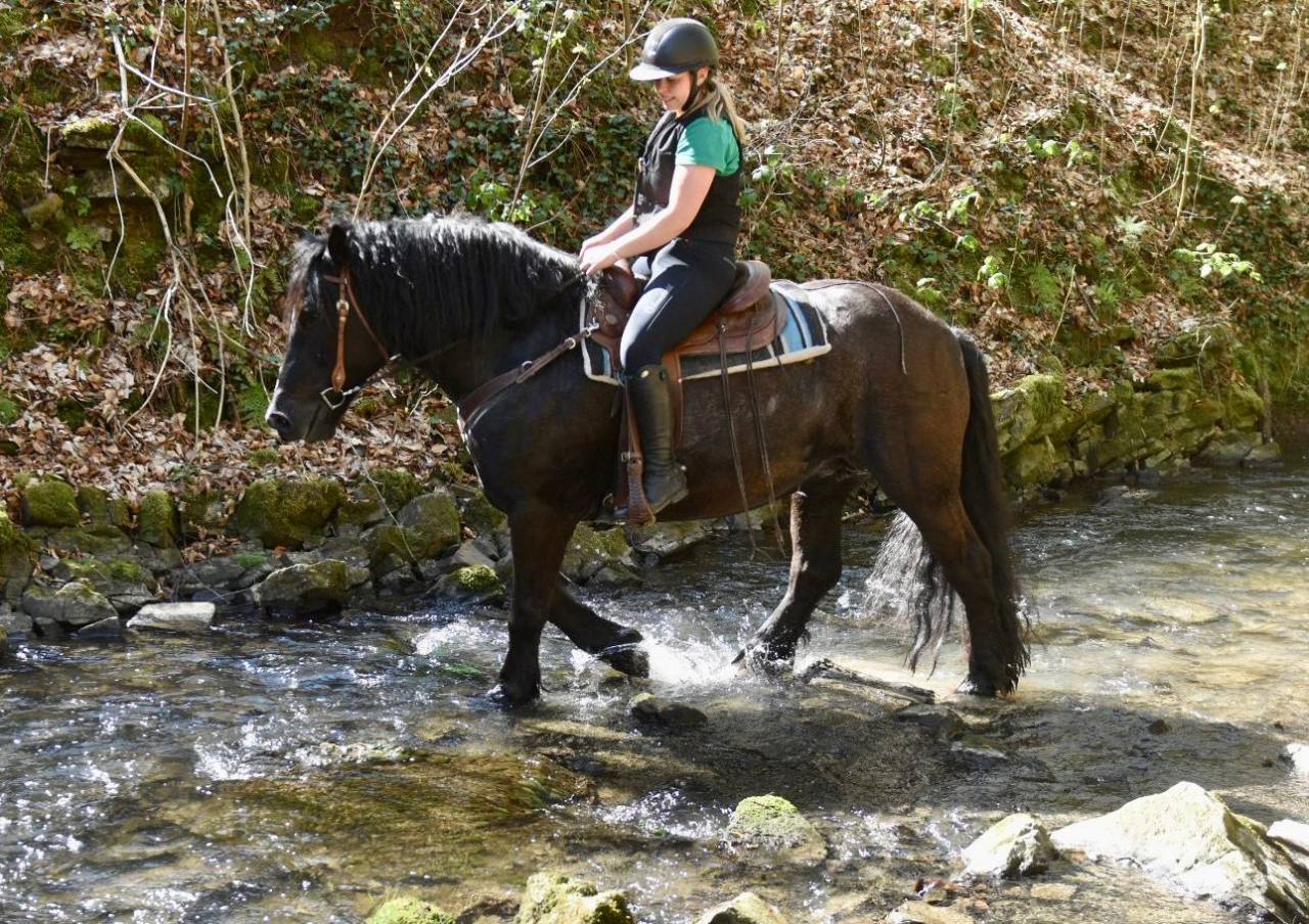 Yegua Origine Constat&eacute;e En venta 2015 Negro