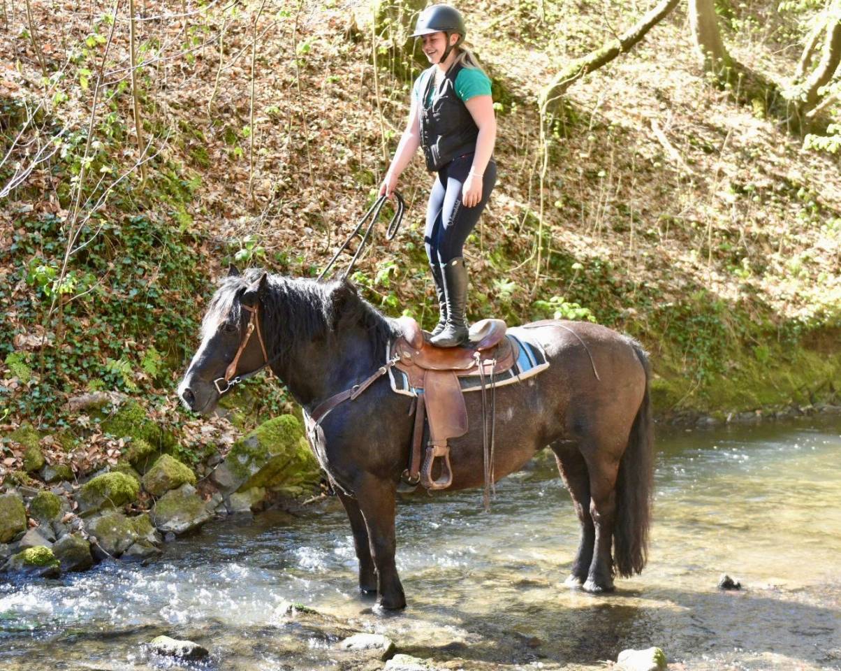 Yegua Origine Constat&eacute;e En venta 2015 Negro