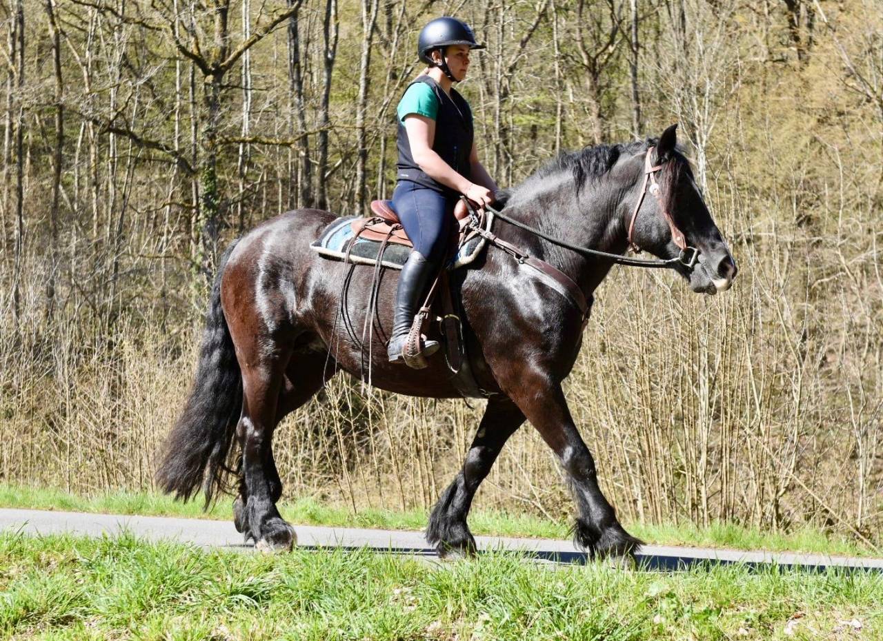 Yegua Origine Constat&eacute;e En venta 2015 Negro