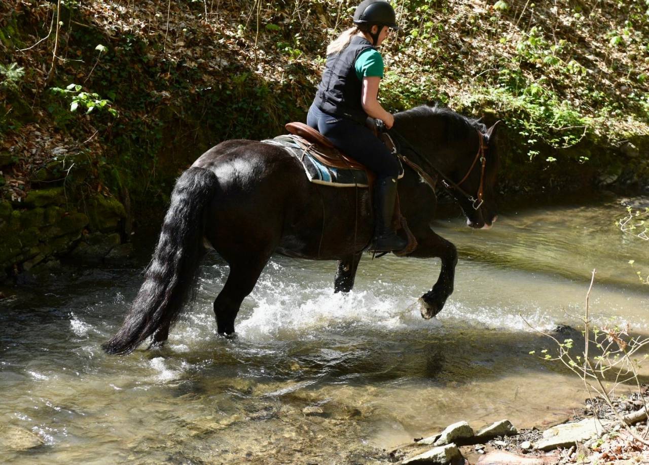 Yegua Origine Constat&eacute;e En venta 2015 Negro