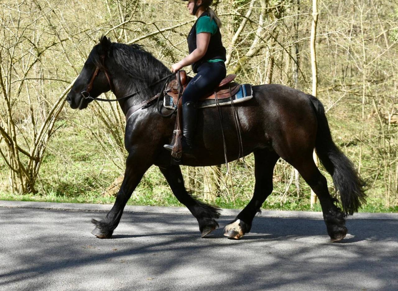 Yegua Origine Constat&eacute;e En venta 2015 Negro