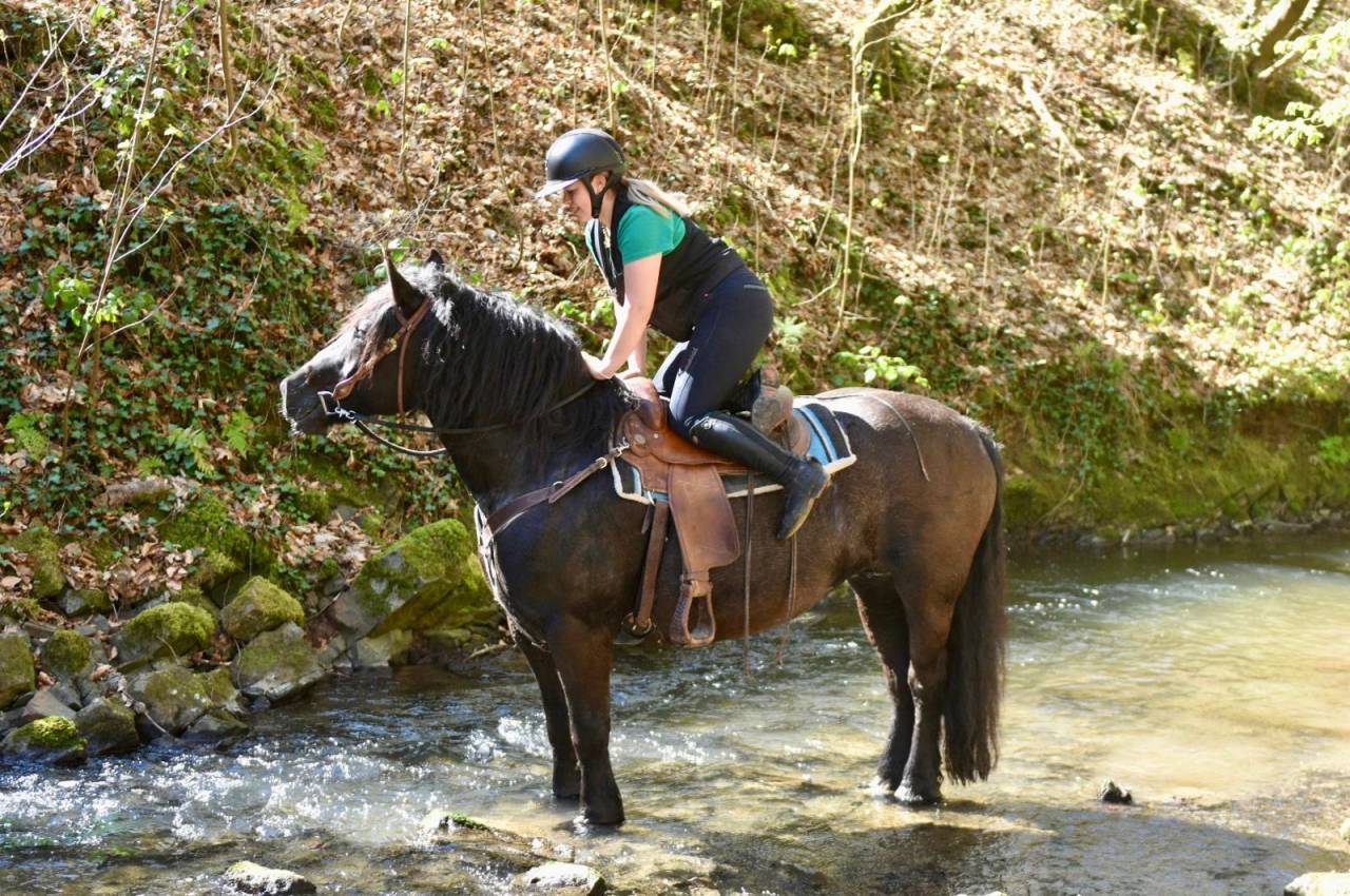Yegua Origine Constat&eacute;e En venta 2015 Negro