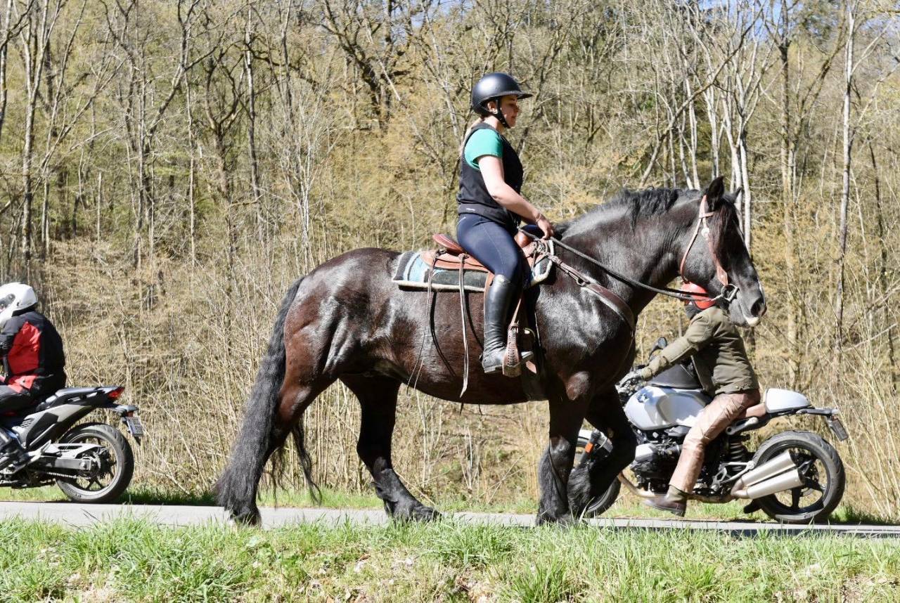 Yegua Origine Constat&eacute;e En venta 2015 Negro