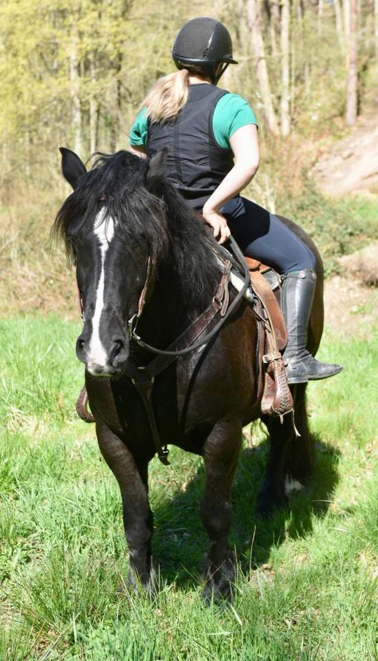 Yegua Origine Constat&eacute;e En venta 2015 Negro