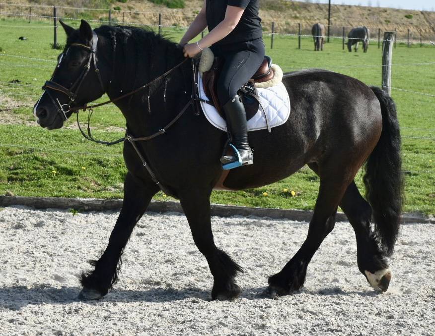 Yegua Origine Constat&eacute;e En venta 2015 Negro