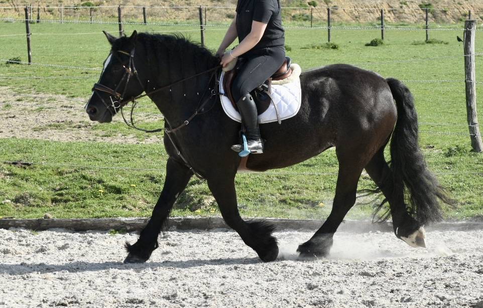 Yegua Origine Constat&eacute;e En venta 2015 Negro