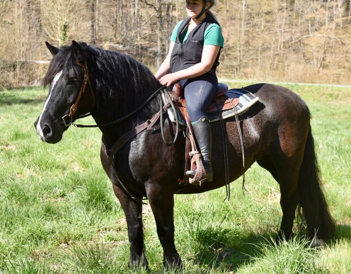 Yegua Origine Constat&eacute;e En venta 2015 Negro