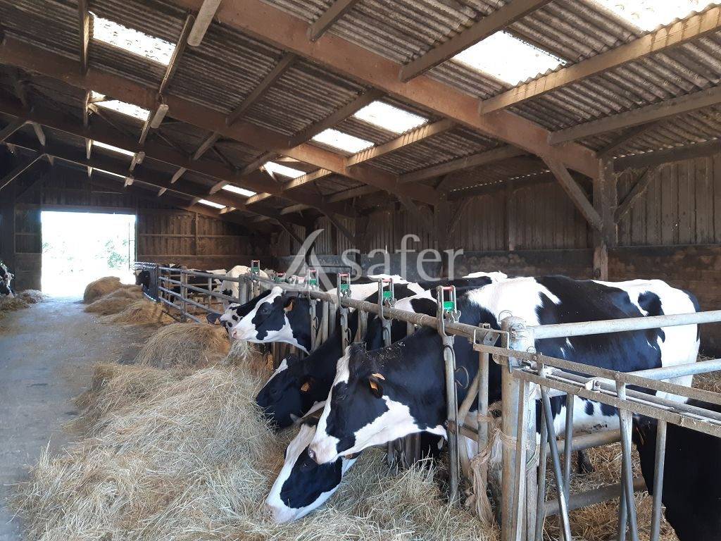 Explotaci&oacute;n ovina En venta Alto Vienne