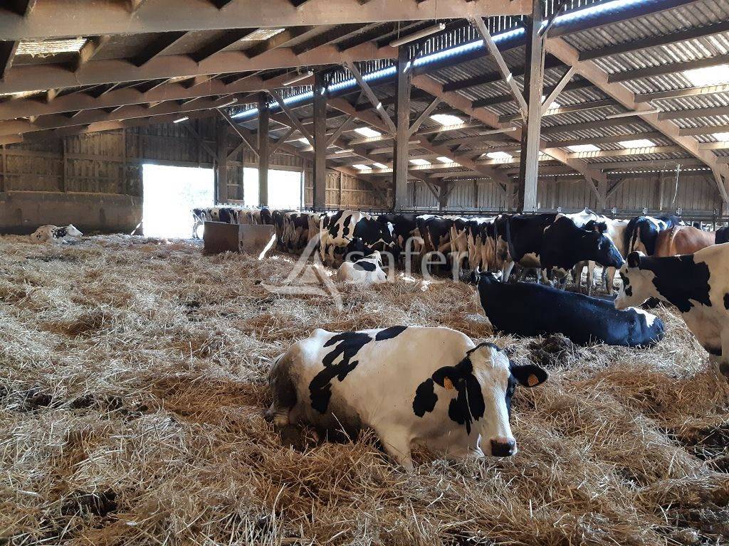 Explotaci&oacute;n ovina En venta Alto Vienne