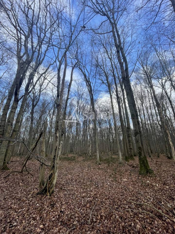 Explotaci&oacute;n forestal En venta Sena y Marne