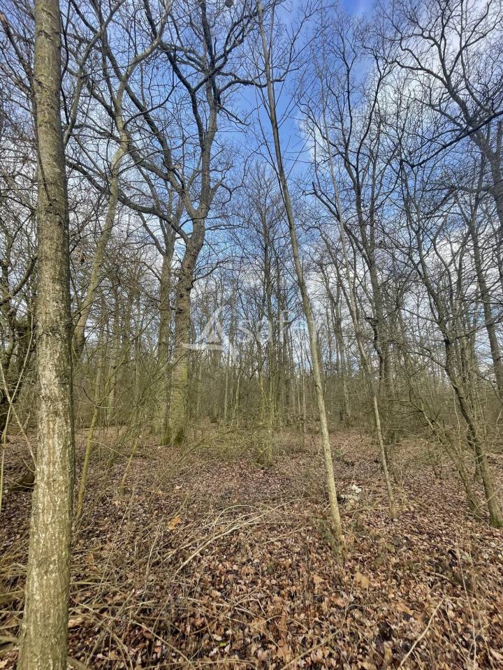 Explotaci&oacute;n forestal En venta Sena y Marne