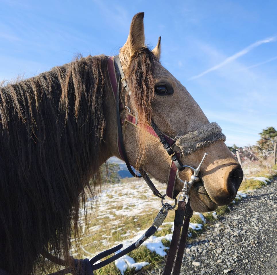 Yegua Lusitano En venta 2020 Isabelo