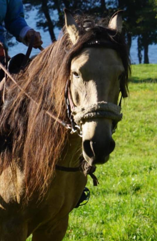 Yegua Lusitano En venta 2020 Isabelo