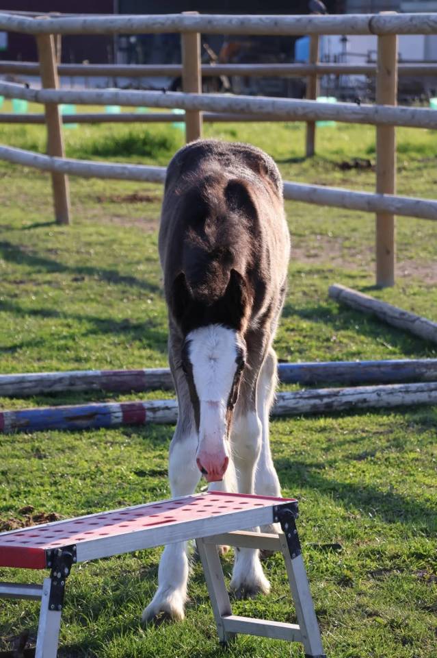 Potranca Shire En venta 2026 Negro por Ruskington Quantum Lad