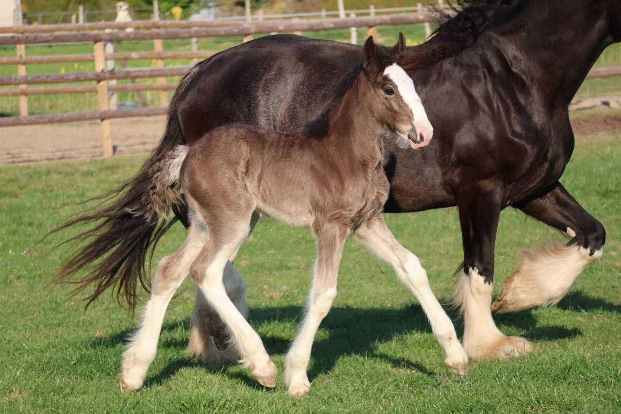 Potranca Shire En venta 2026 Negro por Ruskington Quantum Lad