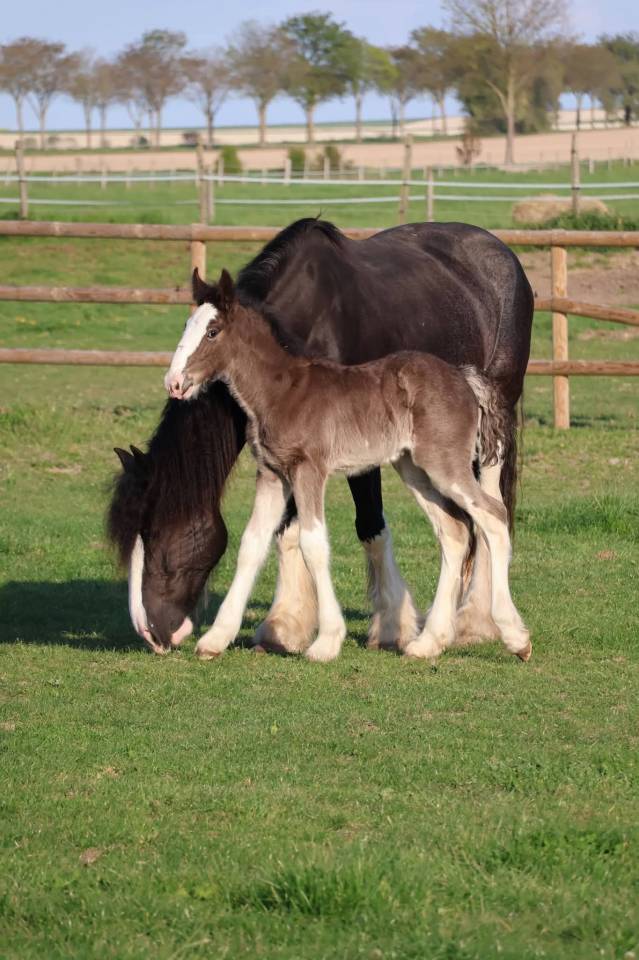 Potranca Shire En venta 2026 Negro por Ruskington Quantum Lad