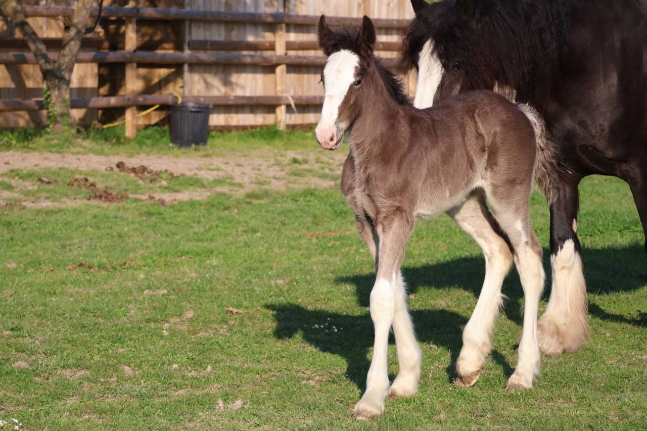 Potranca Shire En venta 2026 Negro por Ruskington Quantum Lad