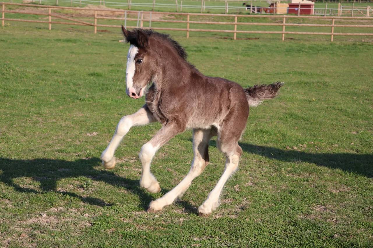 Potranca Shire En venta 2026 Negro por Ruskington Quantum Lad