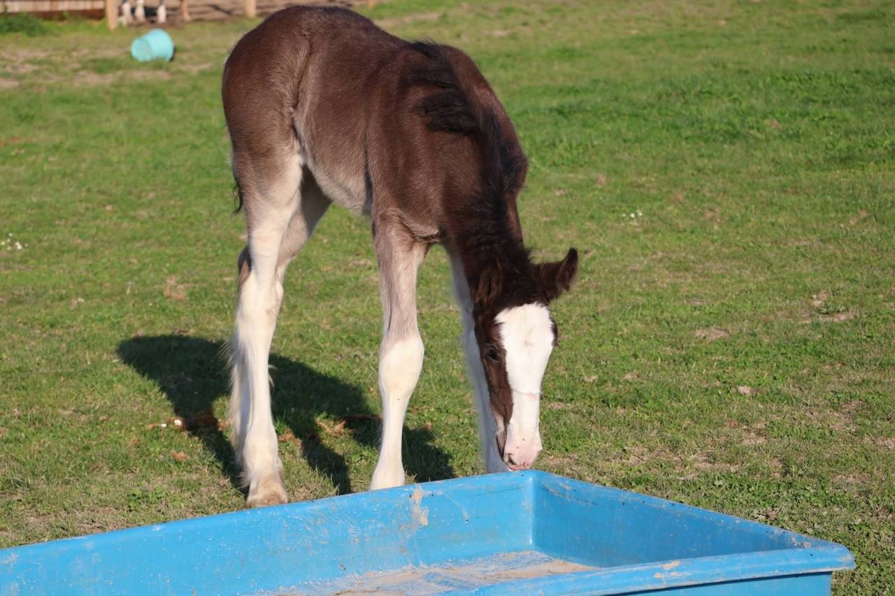 Potranca Shire En venta 2026 Negro por Ruskington Quantum Lad