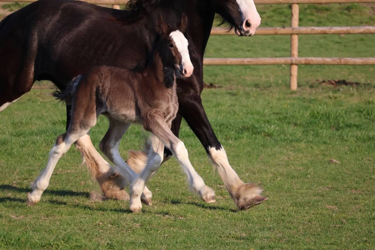 Potranca Shire En venta 2026 Negro por Ruskington Quantum Lad