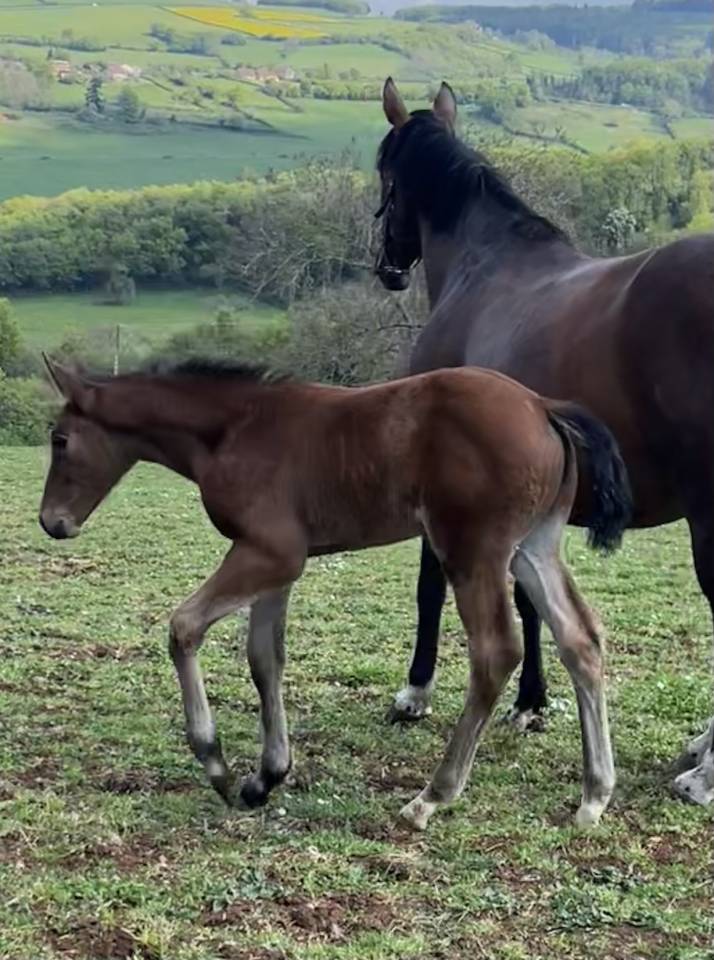 Potranca Silla Franc&eacute;s En venta 2026 Bayo