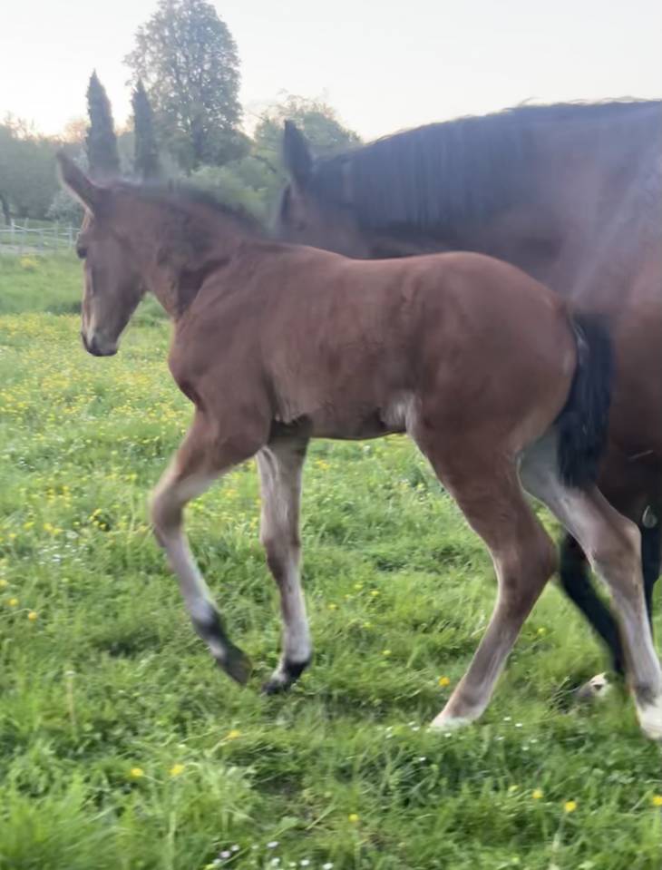 Potranca Silla Franc&eacute;s En venta 2026 Bayo