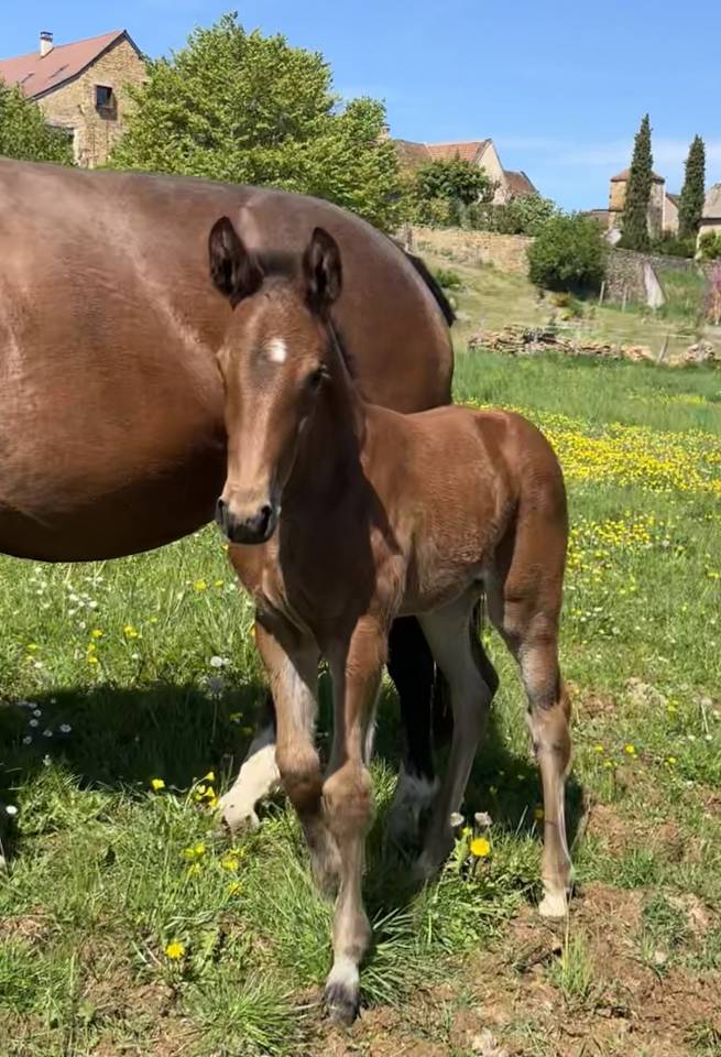 Potranca Silla Franc&eacute;s En venta 2026 Bayo