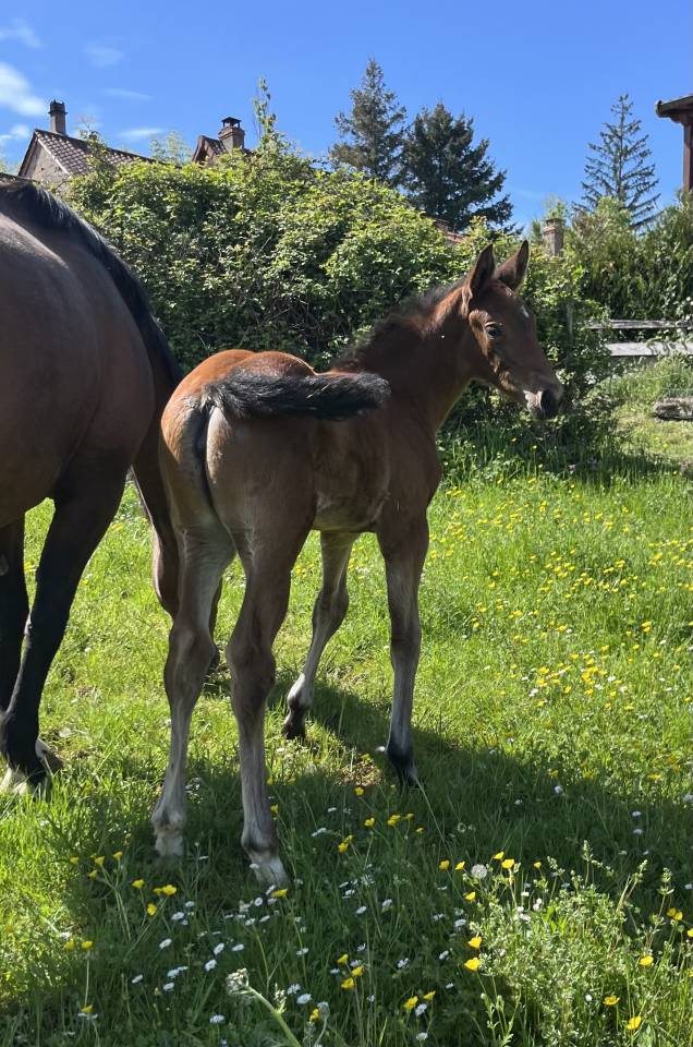 Potranca Silla Franc&eacute;s En venta 2026 Bayo