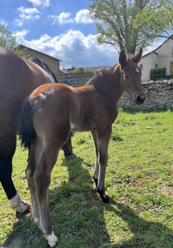 Potranca Silla Franc&eacute;s En venta 2026 Bayo