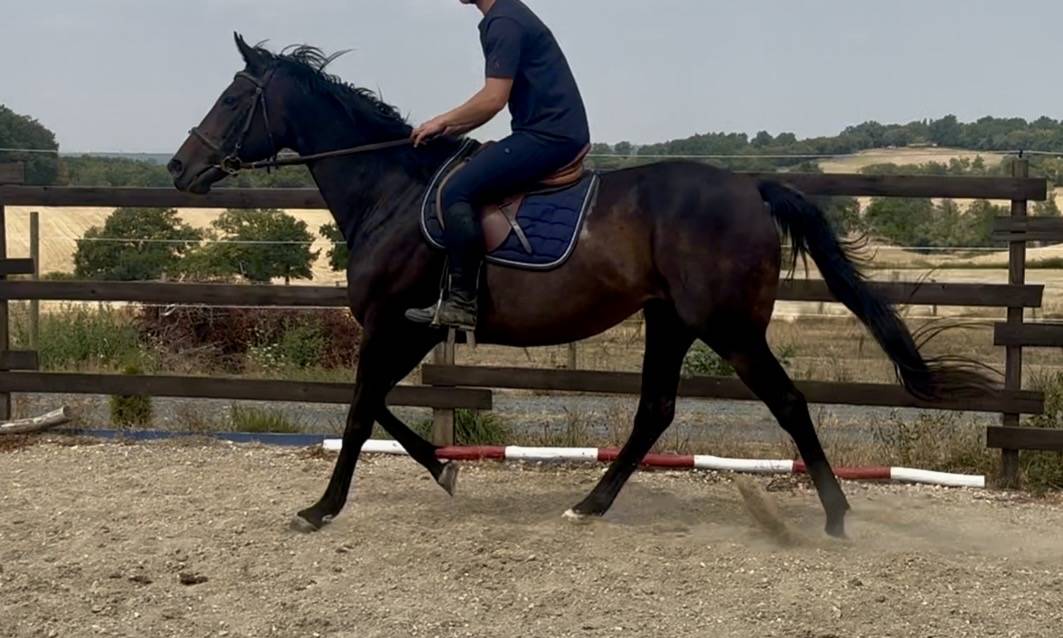 Yegua Pura Sangre Ingl&eacute;s En venta 2015 Bayo moreno