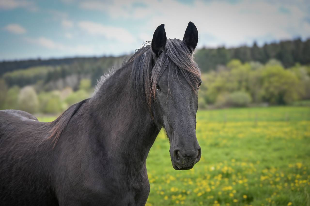 Potranca Fris&oacute;n En venta 2024 Negro