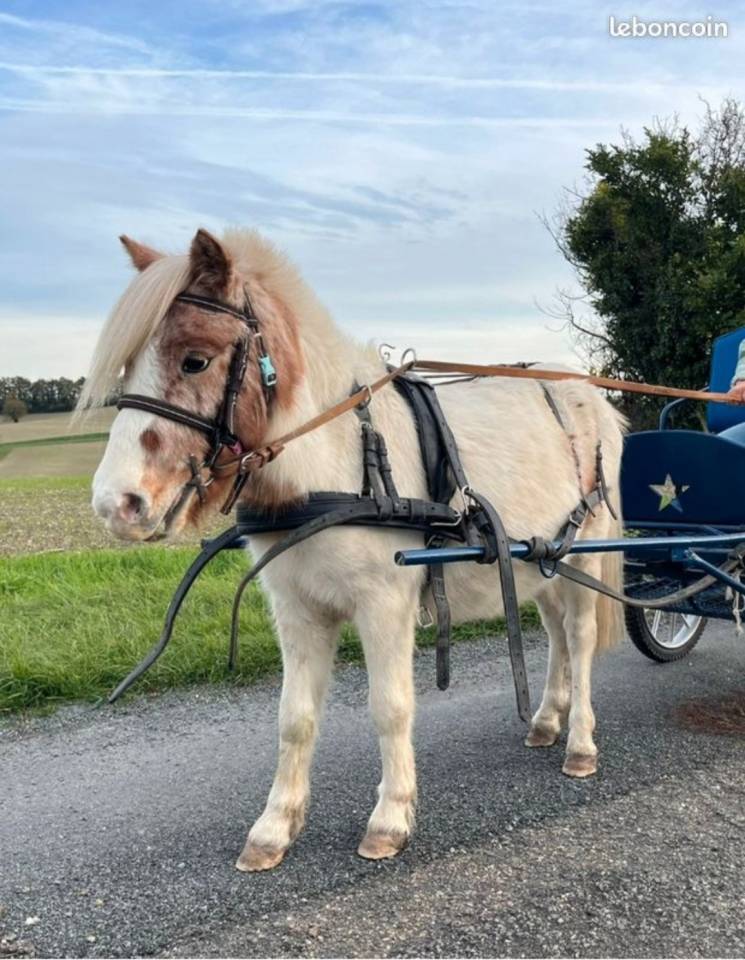 Caballo castrado Shetland En venta 2023 P&iacute;o