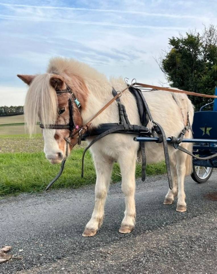 Caballo castrado Shetland En venta 2023 P&iacute;o