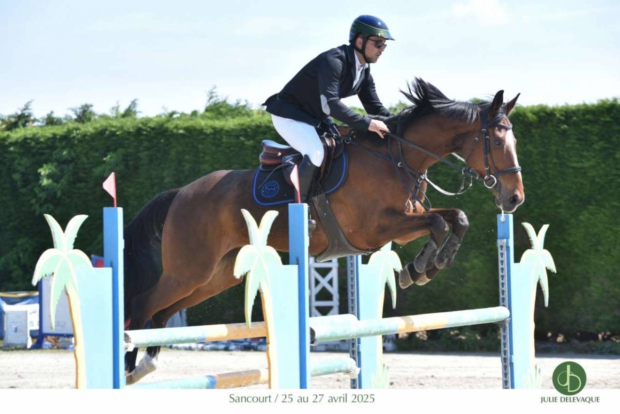 Caballo castrado Anglo-Arabe En venta 2015 Bayo