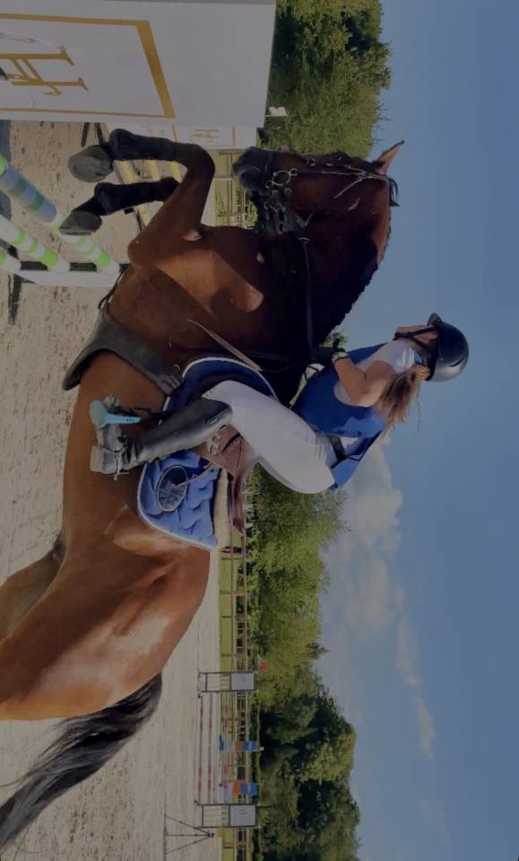 Caballo castrado Anglo-Arabe En venta 2015 Bayo