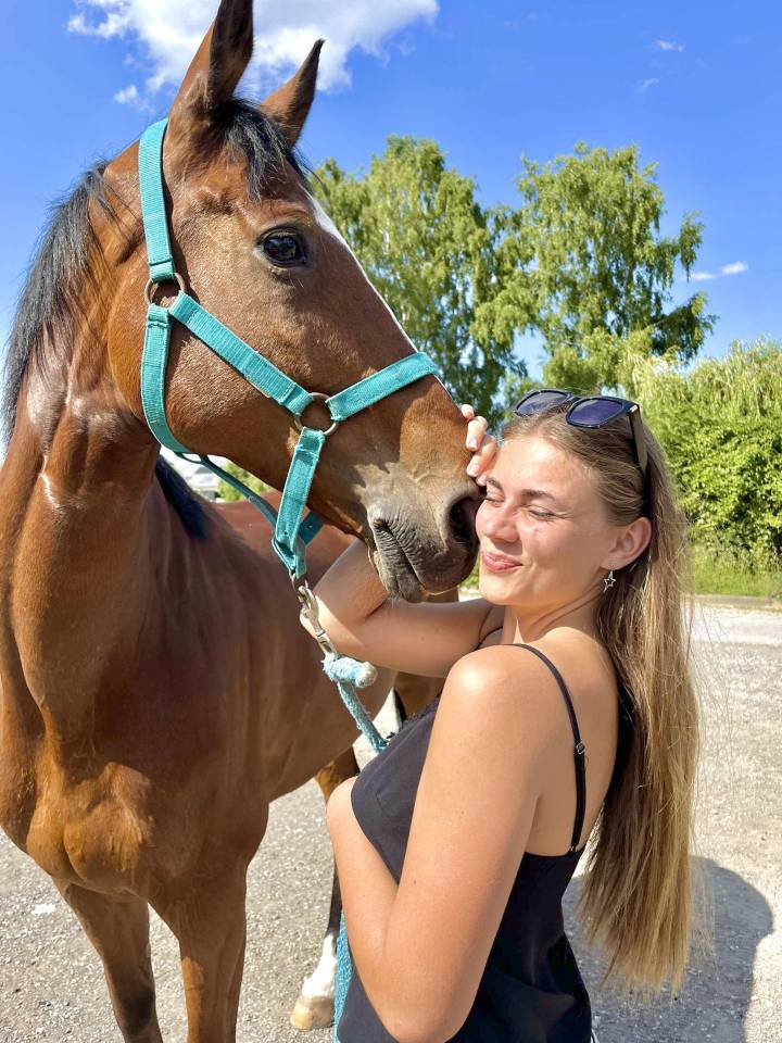 Caballo castrado Anglo-Arabe En venta 2015 Bayo