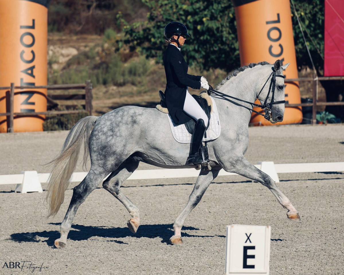 Caballo castrado Zangersheide En venta 2018 Tordo