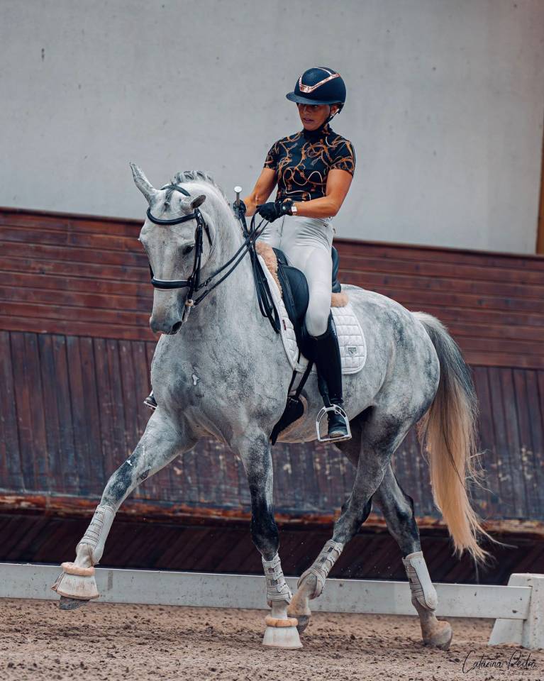 Caballo castrado Zangersheide En venta 2018 Tordo
