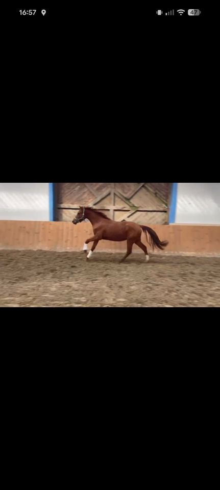 Yegua Hannoveraner *2022 *Vitalis x Rosengold 