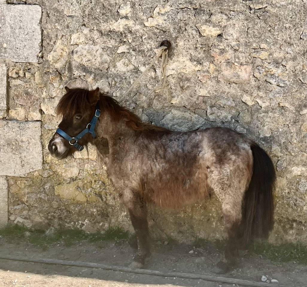 Caballo castrado Shetland En venta 2024 Alaz&aacute;n roano por Cromignon d&rsquo;Alix